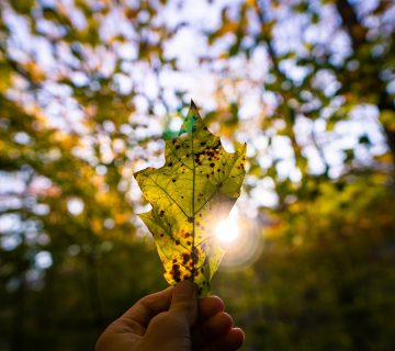 mise au point d'une main tenant une feuille d'abre pour cacher le soleil